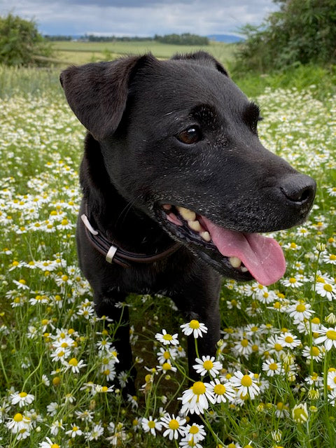 Riley Black Patterdale Terrier