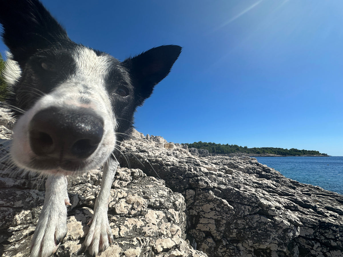 The Real Cost of Taking Your Dog Abroad