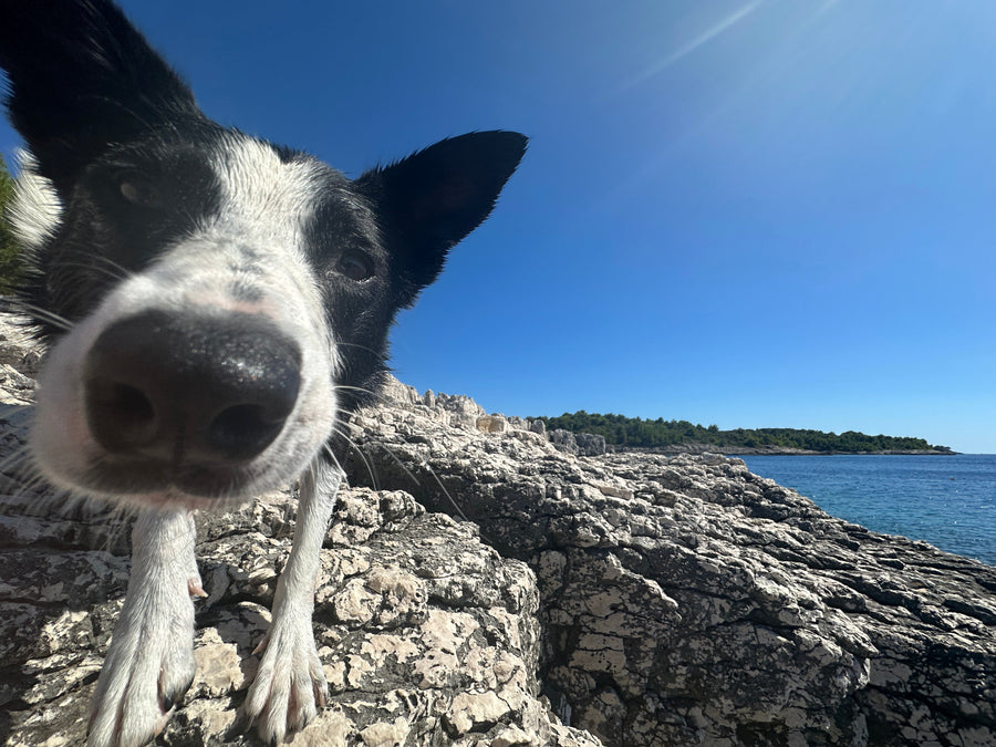 The Real Cost of Taking Your Dog Abroad