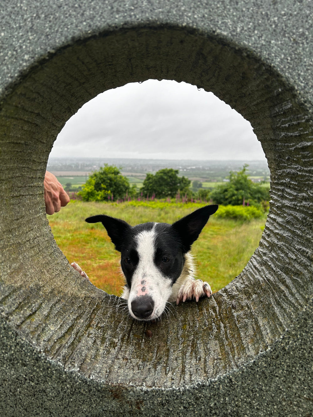 Taking Your Dog to Europe From the UK: What You Actually Need for an Animal Health Certificate
