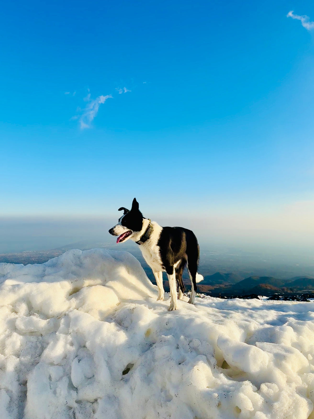 Can I Take My Dog on Holiday With Me?