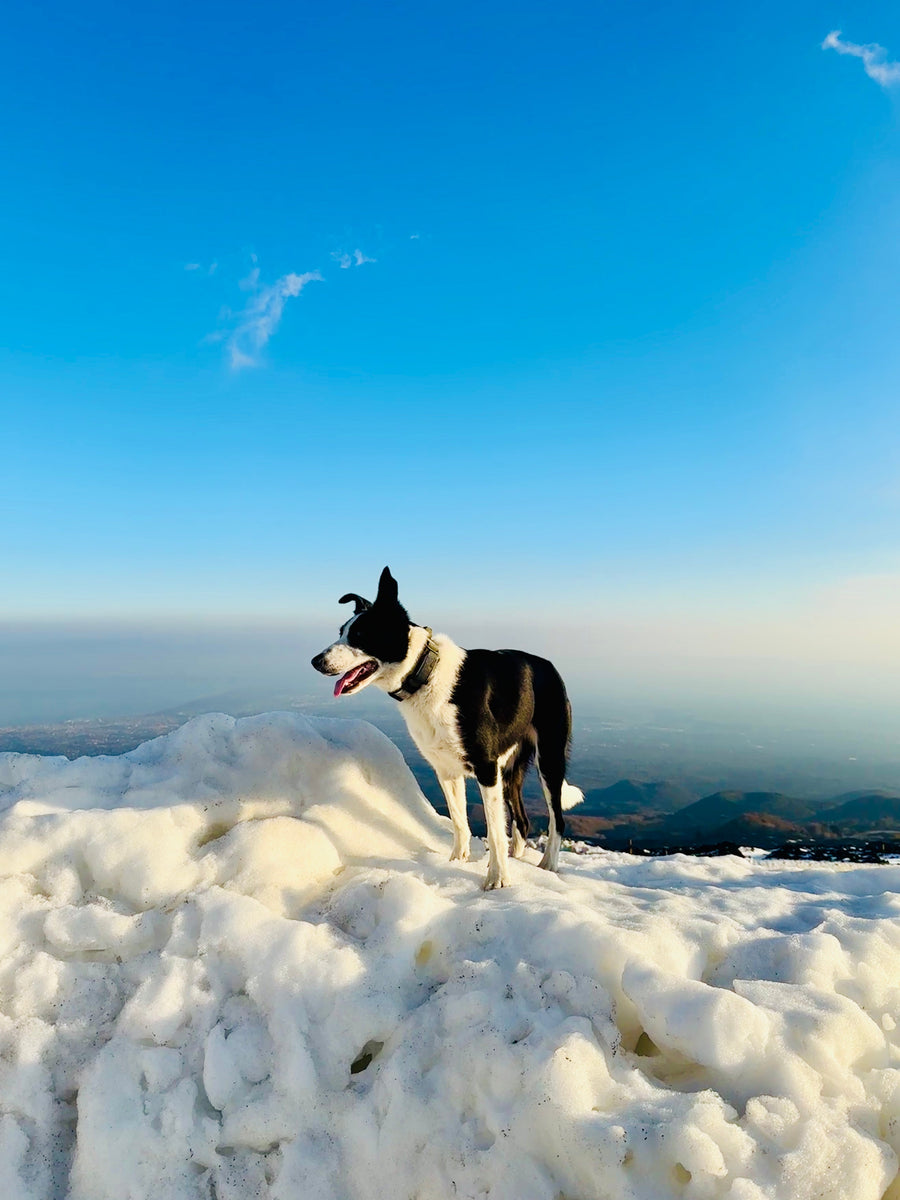 Can I Take My Dog on Holiday With Me?